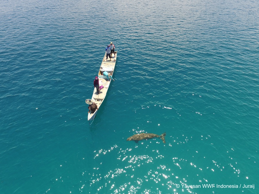 Pertama Kali Terekam, Bayi Dugong di Pantai Mali, Alor, NTT