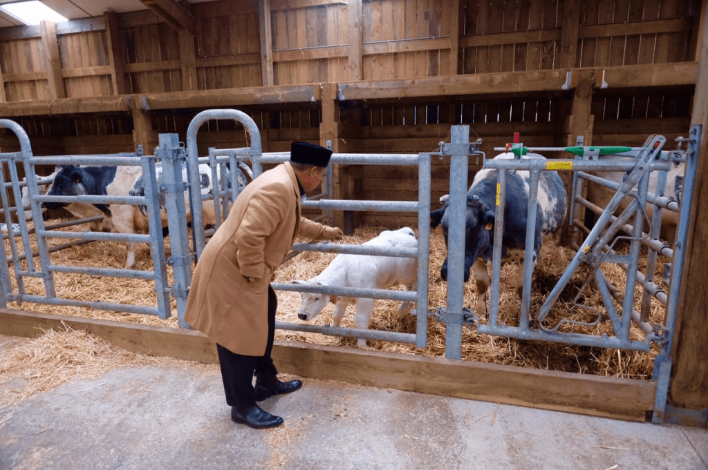 Wagub Jabar UU Ruzhanul Ullum, memeriksa sapi unggul di Belgia