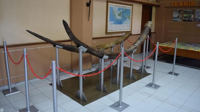 Fosil gading Stegodon berusia 1,5 juta tahun. (Foto: dok. ITB/CNN)