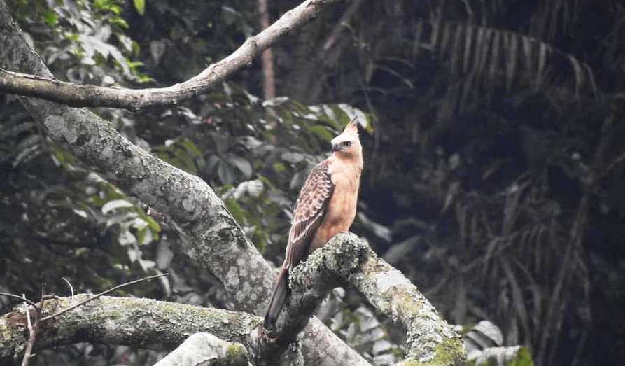 Elang Jawa di kawasan TNGGP. Kawasan itu masih menjadi tempat nyaman bagi habitat Elang Jawa. Foto: Balai Besar TNGGP