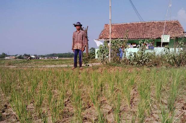 Kekeringan melanda 40 desa di Temanggung (Foto: Sindonews)