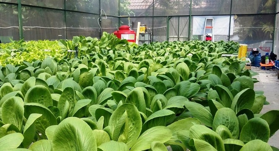 ILUSTRASI. Urban Farming. Foto: forum.rumah123.com
