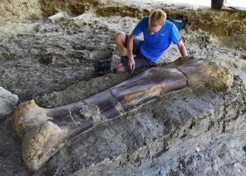 Tulang paha dinosaurus raksasa yang ditemukan di Prancis (GEORGES GOBET/AFP/detikcom)