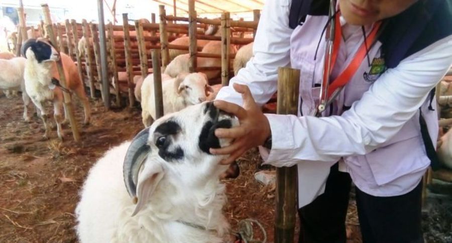 ILUSTRASI. Foto: kompas.com
