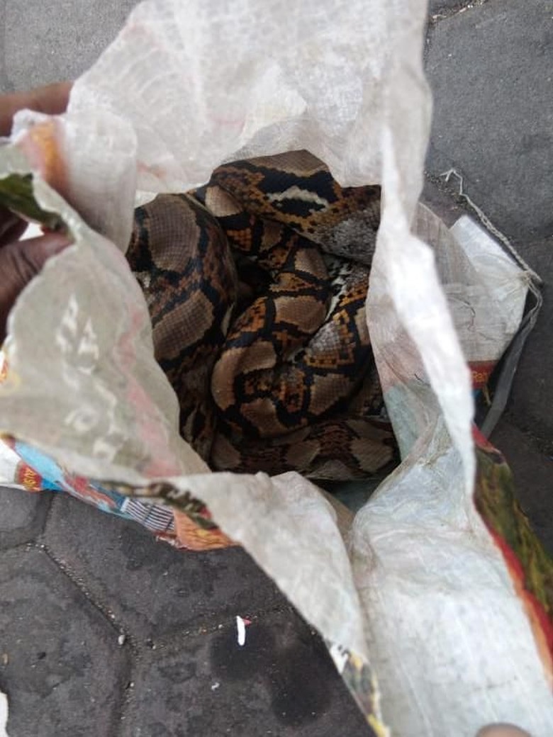 Karung berisi ular yang dilemparkan ke dalam Asrama Mahasiswa Papua (Foto: dok. Istimewa/detikcom)