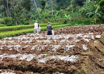 Petani di Desa Tanjungwangi, Kecamatan Cililin, Kabupaten Bandung Barat, Jawa Barat, antusias mengembangkan Kacang Madame kualitas premium. Foto: dara.co.id/zein