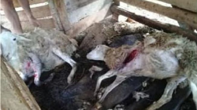 Kondisi kambing yang mati mengenaskan di Desa Ngambarsari, Karangtengah, Wonogiri, Senin (10/2/2020). (Istimewa/Polsek Karangtengah/suara.com)