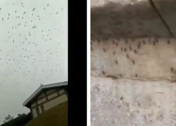 Ilustrasi ribuan burung gagak dan nyamuk raksasa di china (kolase youtube/The Epoch Times dan twitter). Foto: suara.com