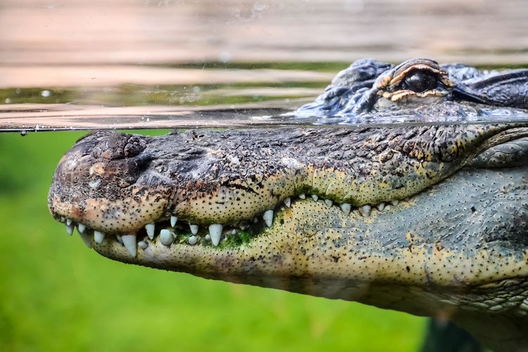 Ilustrasi Buaya. (Thinkstockphotos.com)