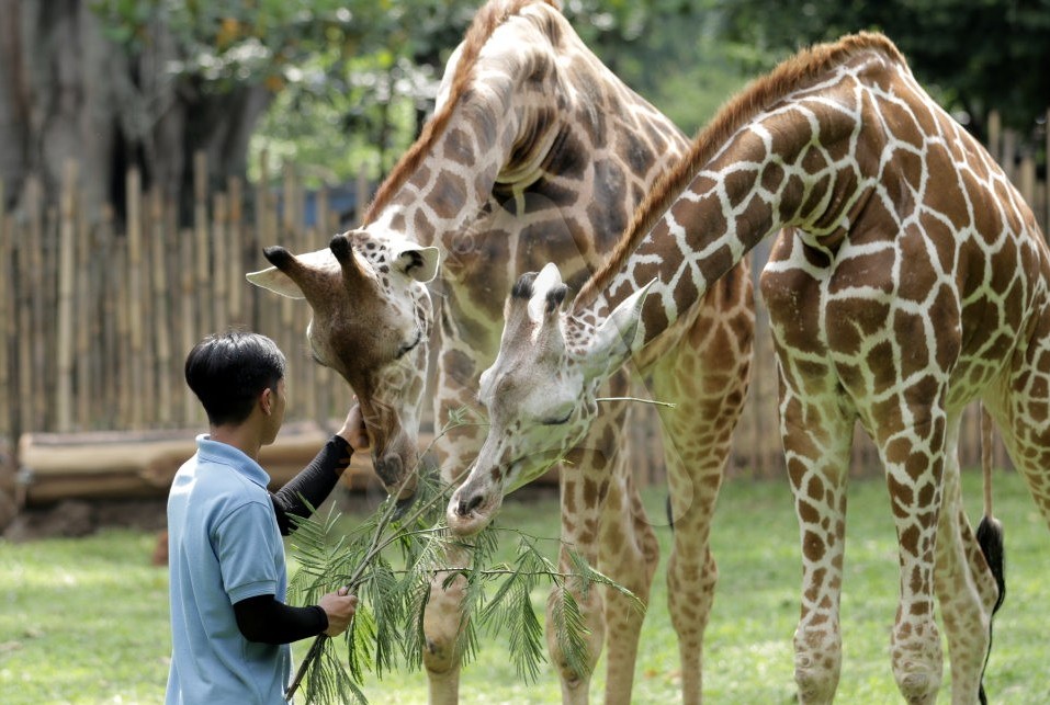Seorang petugas tengah memberi makan dua ekor jerapah di Kebun Binatang Bandung. (Foto: ayobandung.com)