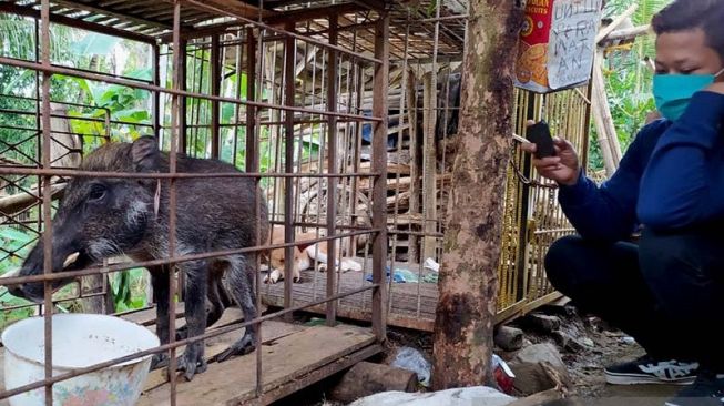 Babi hutan berkaki ceker ayam. (Antara/suara.com)