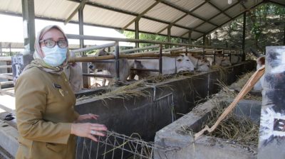 Wakil Wali Kota Cirebon, Eti Herawati saat mengunjungi UPT Balai Benih Ternak Potong dan Tanaman Pangan di Cibogo Argasunya, Selasa (28/7/2020). (Foto: Yohanes Charles/dara.co.id)