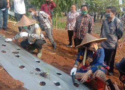Menteri Tenaga Kerja, Ida Fauziyah (kanan) bersama Bupati Bandung Barat, Aa Umbara Sutisna pada saat uji coba bertanam sayuran di lahan kosong Komplek Perkantoran KBB, Ngamprah, Minggu (19/7/2020). (Foto: Heni Suhaeni/dara.co.id)