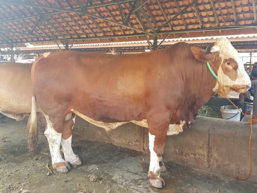 Ilustrasi sapi kurban (Foto: Muhammad Zein/dara.co.id)