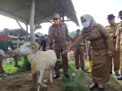 Plt Bupati Indramayu Taufik Hidayat (kiri) menantau penjualan hewan kurban, Selasa (28/7/2020). (Foto : yohanes/dara.co.id)
