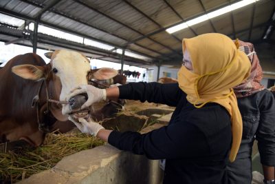 Seorang petugas kesehatan hewan dari Dinas Pertanian Kabupaten Bandung memeriksa lidah sapi yang dijual untuk kebutuhan qurban, Kamis (23/7/2020). (Foto : Humas Pemkab Bandung)