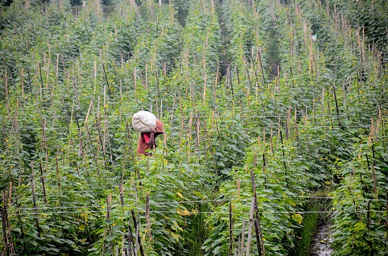 Terjadi kelangkaan pupuk subsidi di Kabupaten Bandung (Foto: Verawati/dara.co.id)