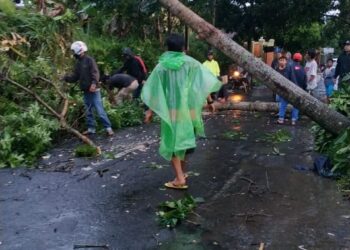 Ilustrasi kejadian pohon tumbang, ditangani BPBD Kota Sukabumi