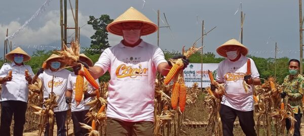 Gubernur Jabar, Ridwan Kamil, melakukan panen raya jagung hibrida di Kebun Wanaraja, Jalan Cikole, Desa Wanasari, Kecamatan Wanaraja, Kabupaten Garut, Rabu (27/1/2021). (Foto: Andre/dara.co.id)