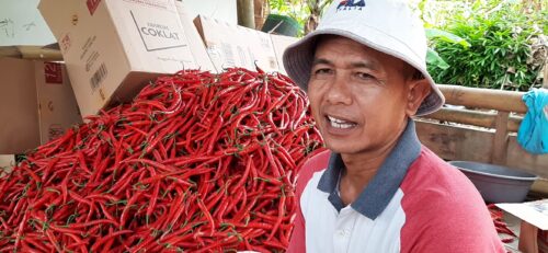 Jojo Juarno saat ditemui di lokasi panen cabai jenis Hot Beauty. (Foto:Bayu/dara.co.id)