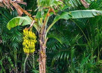 Pohon pisang (Foto: Liputan6.com)