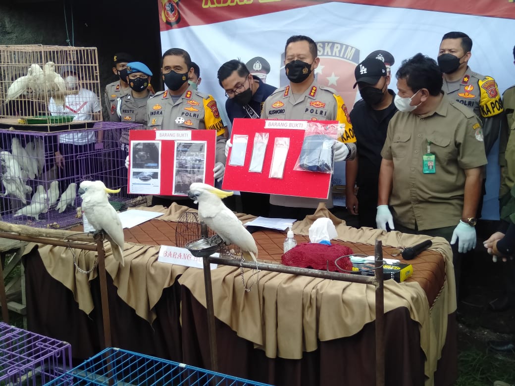 Kapolresta Bandung Kombes Pol Kusworo Wibowo saat konferensi pers pengungkapan kasus perdagangan satwa langka yang dilindungi di Kampung Sukajadi Kecamatan Baleendah Kabupaten Bandung, Selasa (26/4/2022). (Foto: Trinata/dara.co.id)