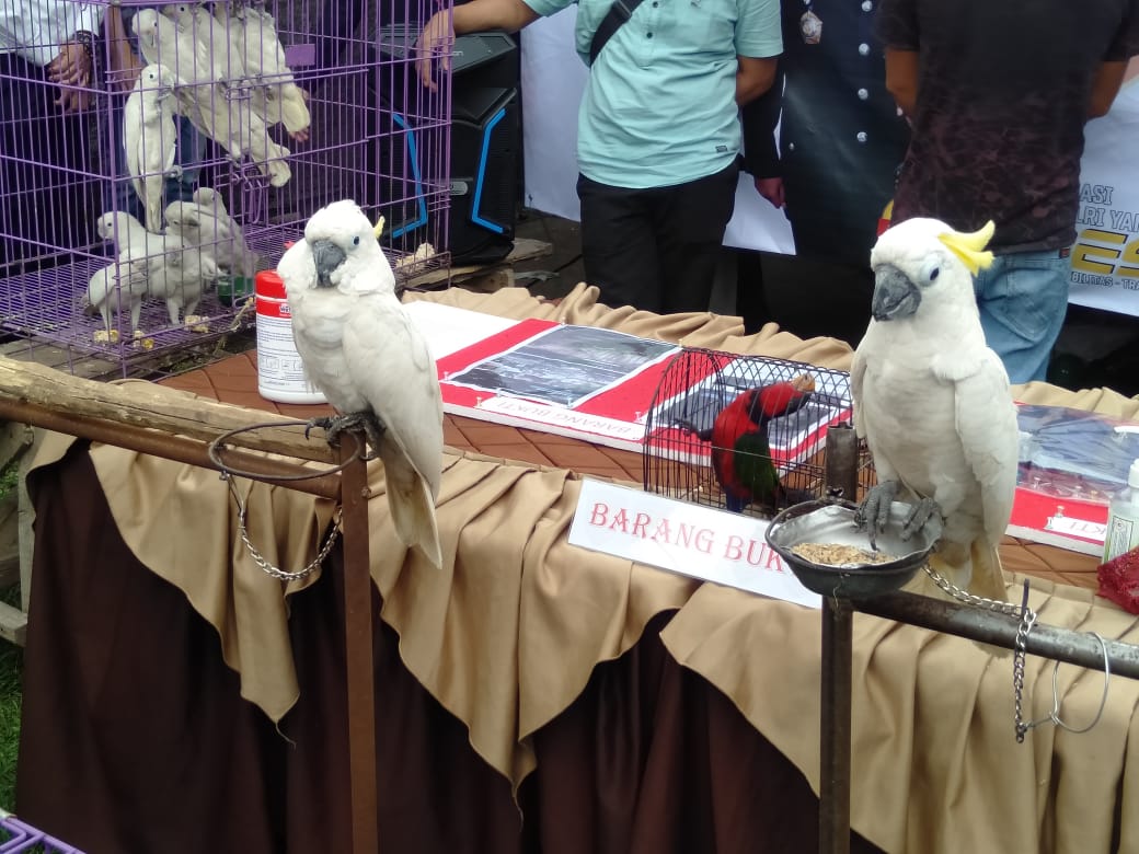 Barang bukti berupa kakatua dalam kasus perdagangan satwa langka yang dilindungi di Kampung Sukajadi Kecamatan Baleendah Kabupaten Bandung (Foto: Istimewa)
