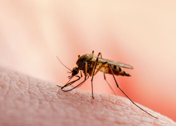 Ilustrasi nyamuk malaria (Foto: Halodoc)