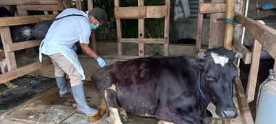 Petugas dari Diskannak Garut mengobati sapi yang terjangkit PMK di beberapa wilayah kecamatan di Kabupaten Garut beberapa waktu lalu. (Foto: andre/dara.co.id)

