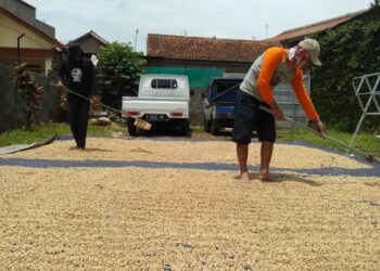 Buruh tani sedang menjemur kopi di Kabupaten Bandung. (Foto trinata/dara.co.id)