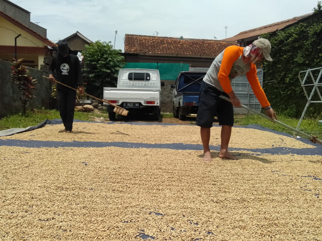 Buruh tani sedang menjemur kopi di Kabupaten Bandung. (Foto trinata/dara.co.id)