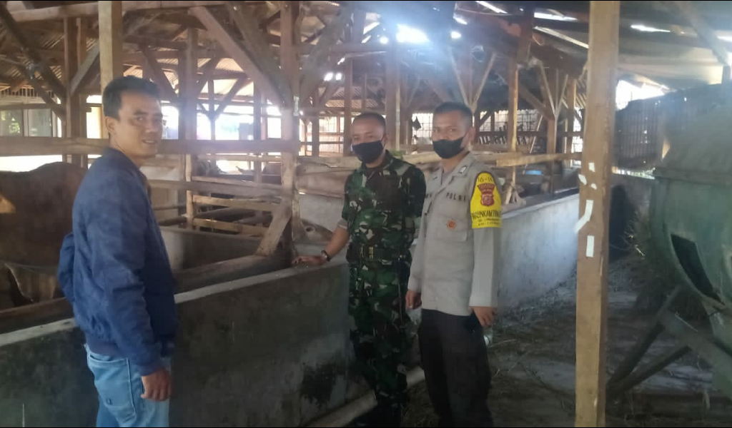 Bhabinkamtibmas Polsek Ciparay bersama dokter hewan dari Tim Dinas Kesehatan pada bidang peternakan Kabupaten Bandung sedang melakukan pengecekan hewan kurban (Foto: Istimewa)