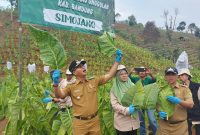 
Bupati Bandung Dadang Supriatna panen raya tembakau varietas kayangan, simojang  dan himar di Sirkuit Gunung Buleud (SGB) Desa Mandalasari, Kecamatan Cikancung, Kabupaten Bandung, Jawa Barat, Selasa (29/8/2023). (Foto: diskominfo)
