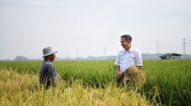 Pj. Gubernur Jawa Barat Bey Machmudin panen padi Gembira Salibu di Laboratorium Pokja Agraria Gerakan Pilihan Sunda, Kabupaten Bandung, Sabtu (13/1/2024). (Foto: admin diskominfo)
