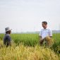 Pj. Gubernur Jawa Barat Bey Machmudin panen padi Gembira Salibu di Laboratorium Pokja Agraria Gerakan Pilihan Sunda, Kabupaten Bandung, Sabtu (13/1/2024). (Foto: admin diskominfo)