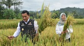 
Penjabat (Pj) Bupati Majalengka Dedi Supandi menyabit pohon padi pada panen raya di Kabupaten Majalengka, Jawa Barat, Sabtu (9/2/2024). (Foto: deram/dara)

