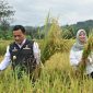 
Penjabat (Pj) Bupati Majalengka Dedi Supandi menyabit pohon padi pada panen raya di Kabupaten Majalengka, Jawa Barat, Sabtu (9/2/2024). (Foto: deram/dara)


