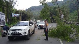 Petugas kepolisian melakukan pengaturan lalu lintas agar tidak terjadi kemacetan akibat pohon tumbang di Jalan Raya Leles (Foto: Istimewa)
