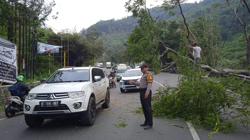 Petugas kepolisian melakukan pengaturan lalu lintas agar tidak terjadi kemacetan akibat pohon tumbang di Jalan Raya Leles (Foto: Istimewa)
