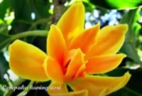 Ilustrasi cempaka (Foto: Tangkapan layar/Youtube/Cihanjuang Music)