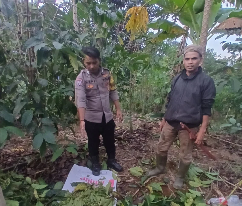 R (27), warga Desa Sukakarya, Kecamatan Banyuresmi berhasil diamankan polisi dan warga saat melakukan pencurian kopi di Blok Panyeuseupan, Desa Ciburial, Kecamatan Leles, Kabupaten Garut, Minggu sore (15/6/2025)(Foto: Istimewa)